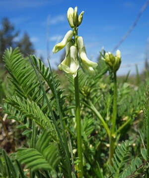 Image de Astragalus reventus A. Gray