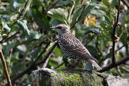 Image of Sturnus vulgaris granti Hartert 1903