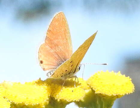 Image of Bright Babul Blue