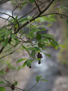 Imagem de Eustigma oblongifolium Gardner & Champ.