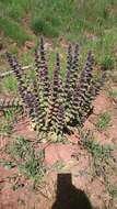 Image of Ajuga orientalis L.