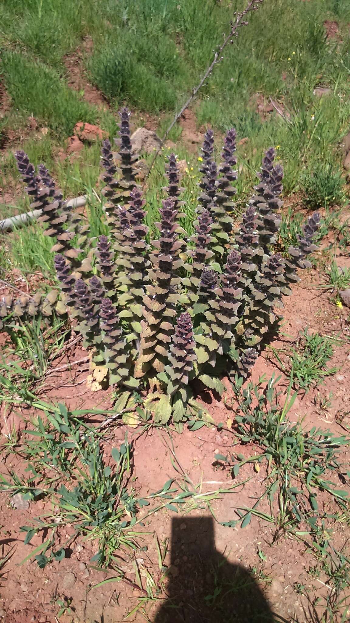 Image of Ajuga orientalis L.