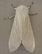 Image of White Satin Moth