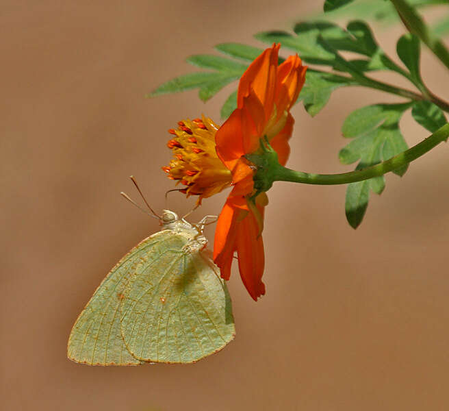 Image of Catopsilia pyranthe (Linnaeus 1758)