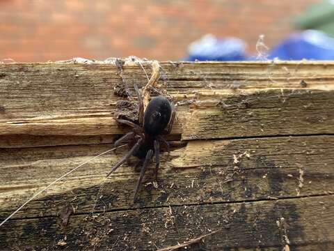 Image of Black lace-weaver