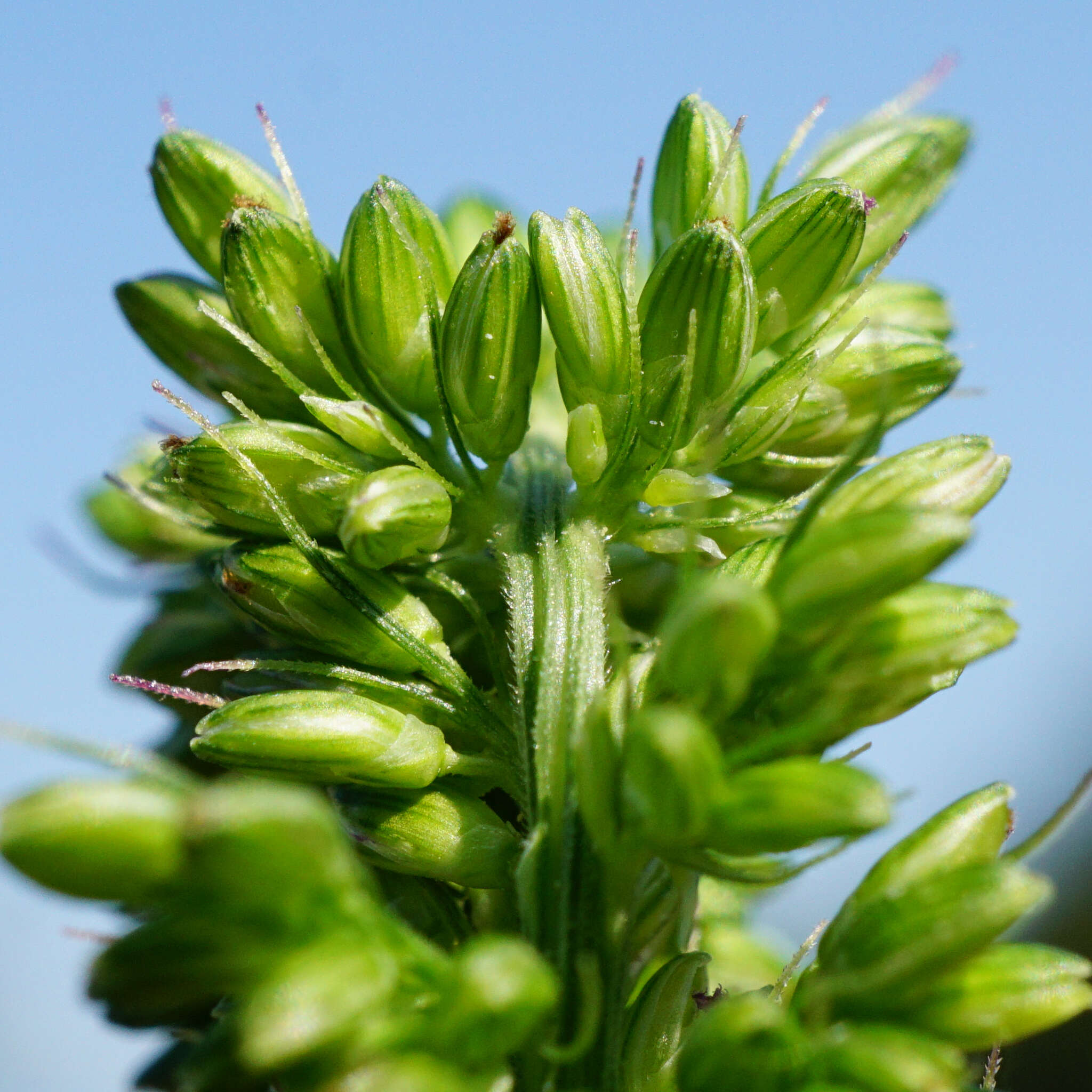 Image of Setaria verticillata var. ambigua Guss.