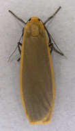 Image of common footman