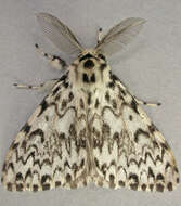 Image of Black Arches