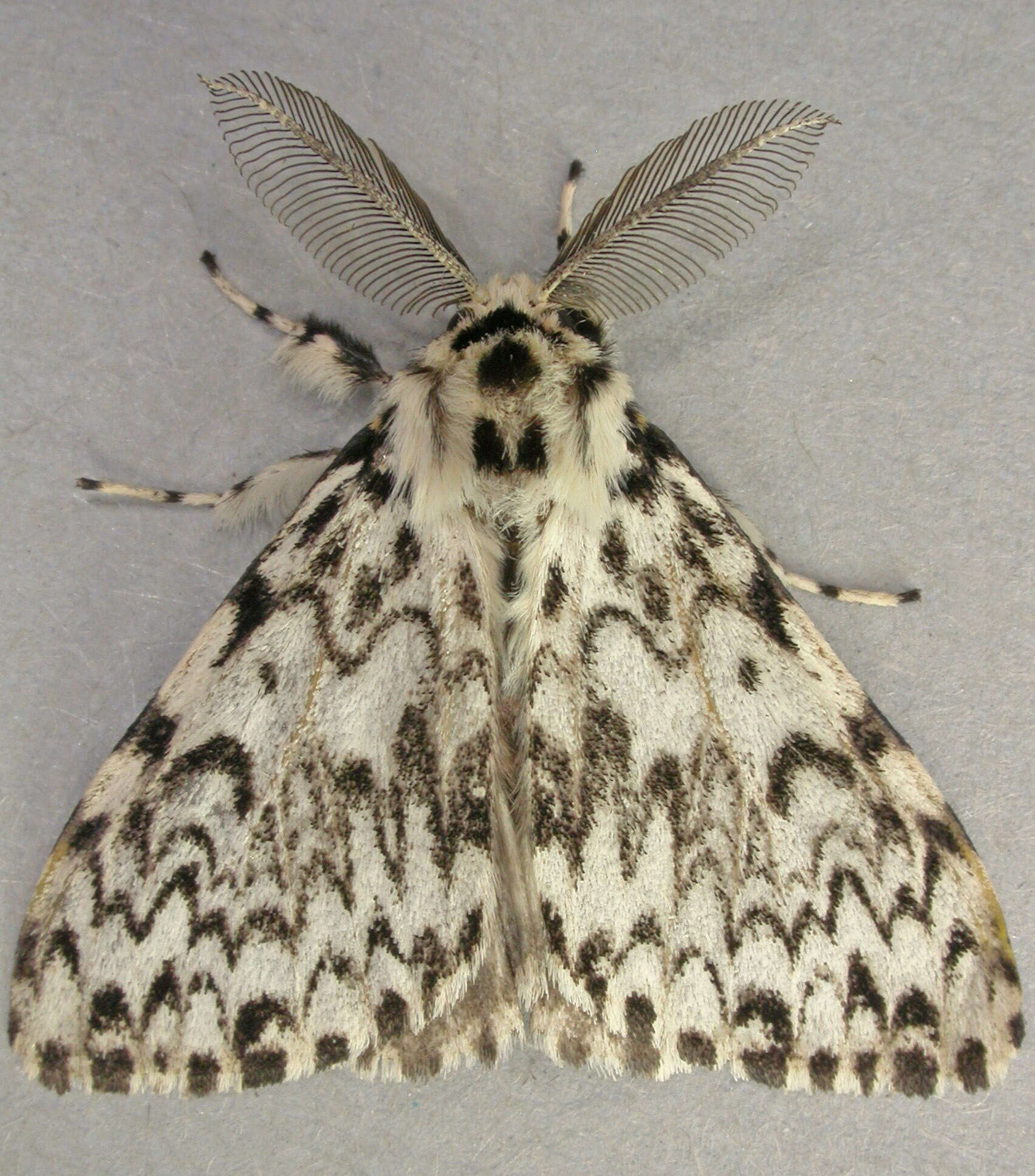 Image of Black Arches