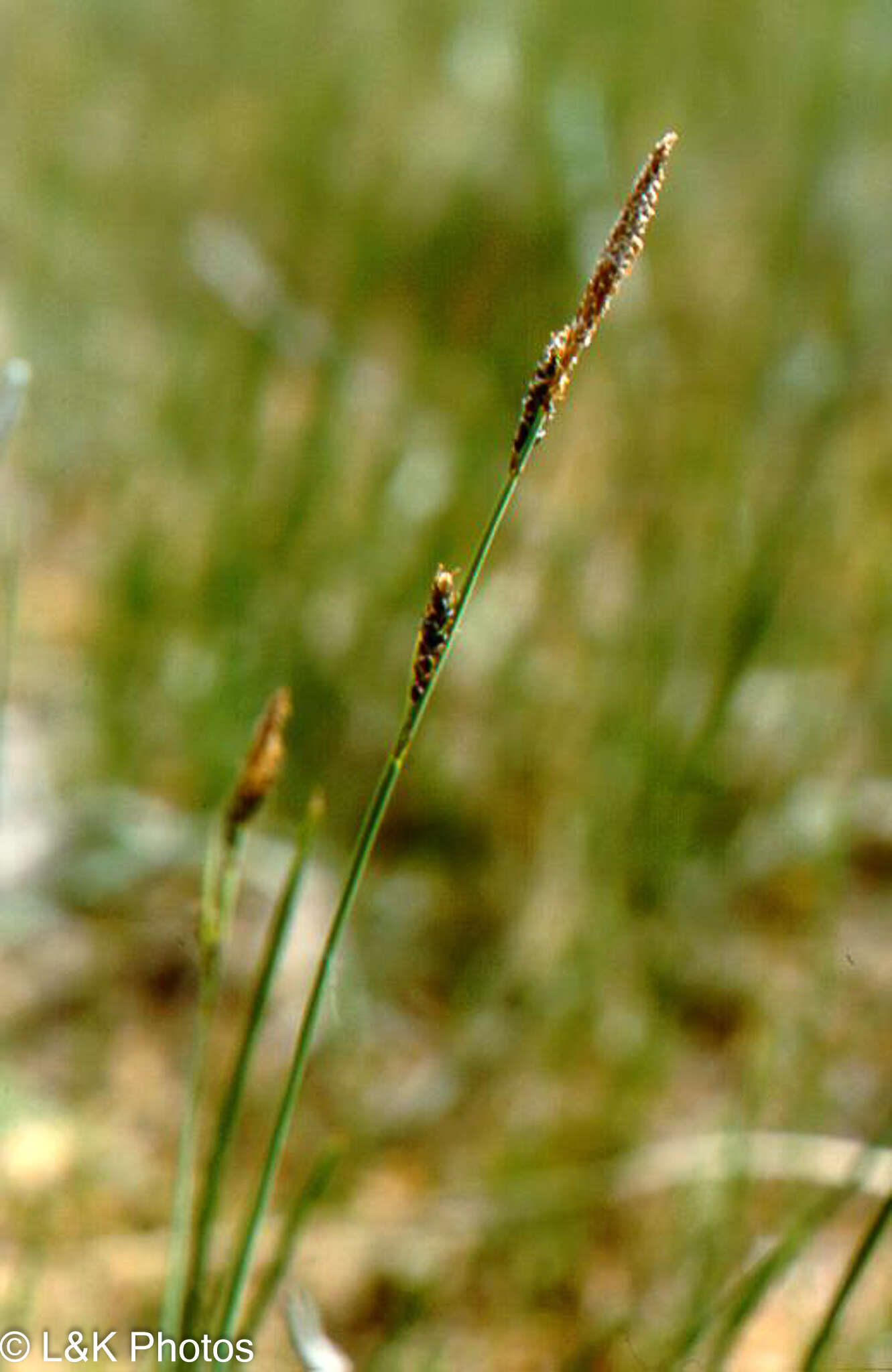 Image of Parry's Sedge