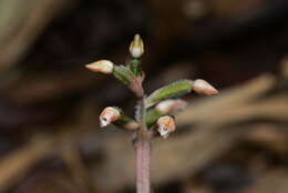 Image of Cheirostylis liukiuensis Masam.