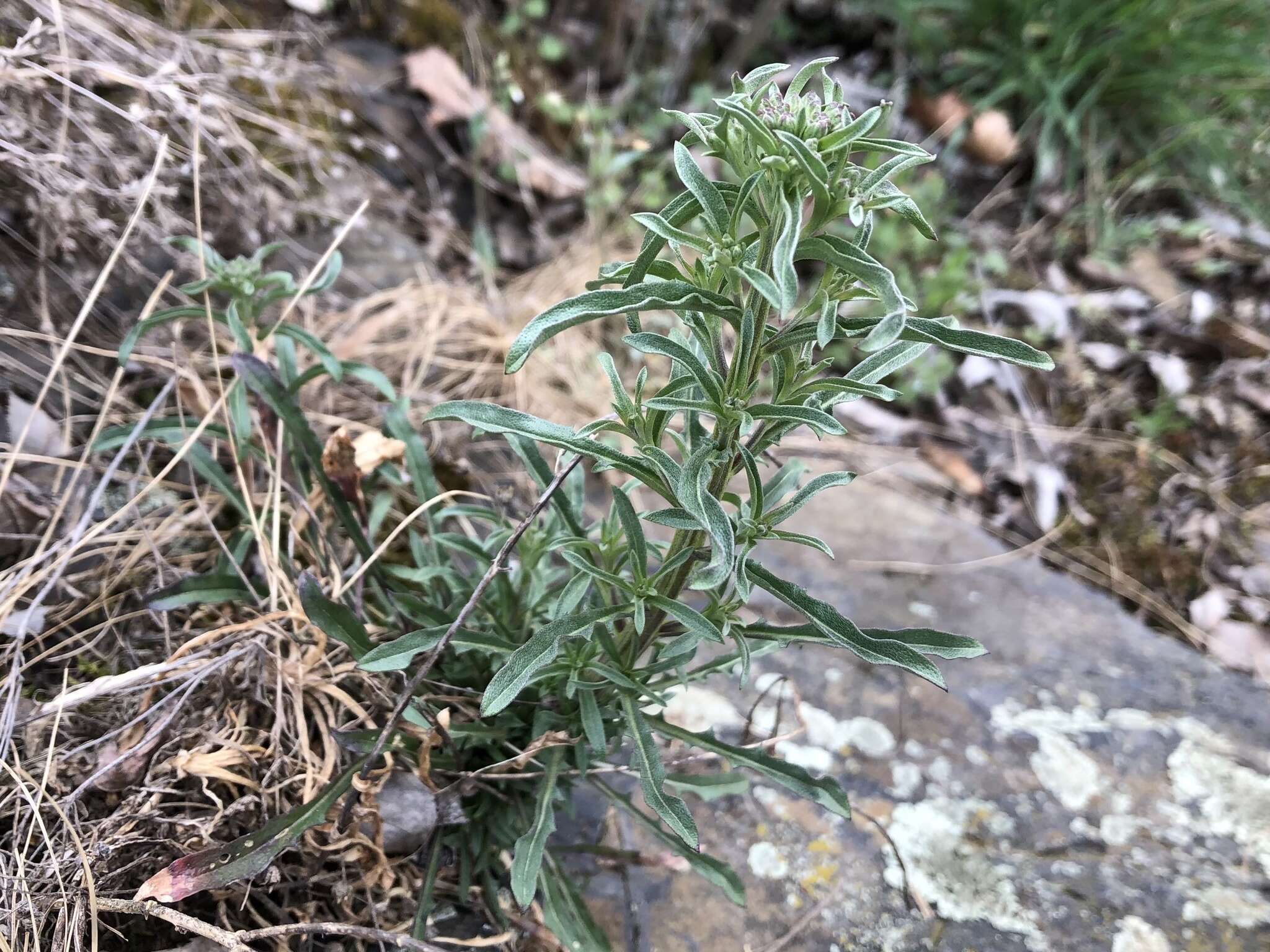 Image of Erysimum crepidifolium Rchb.