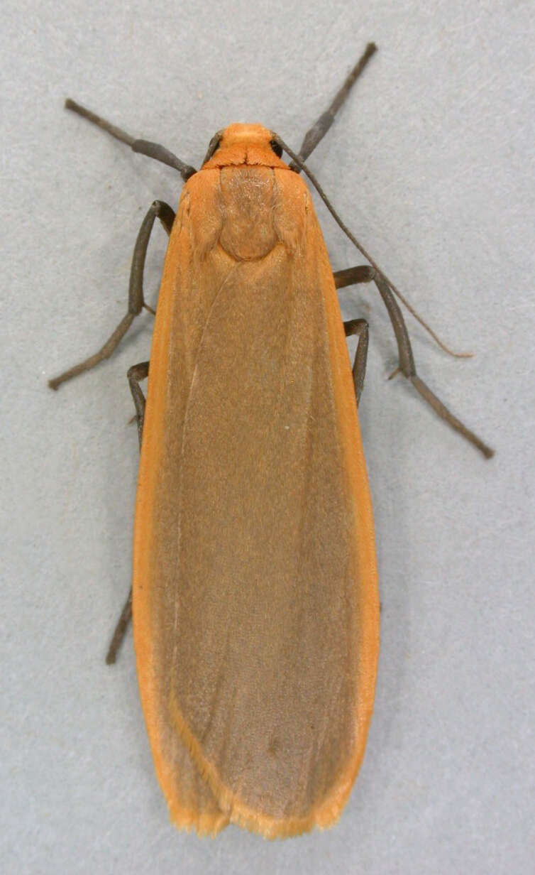 Image of buff footman