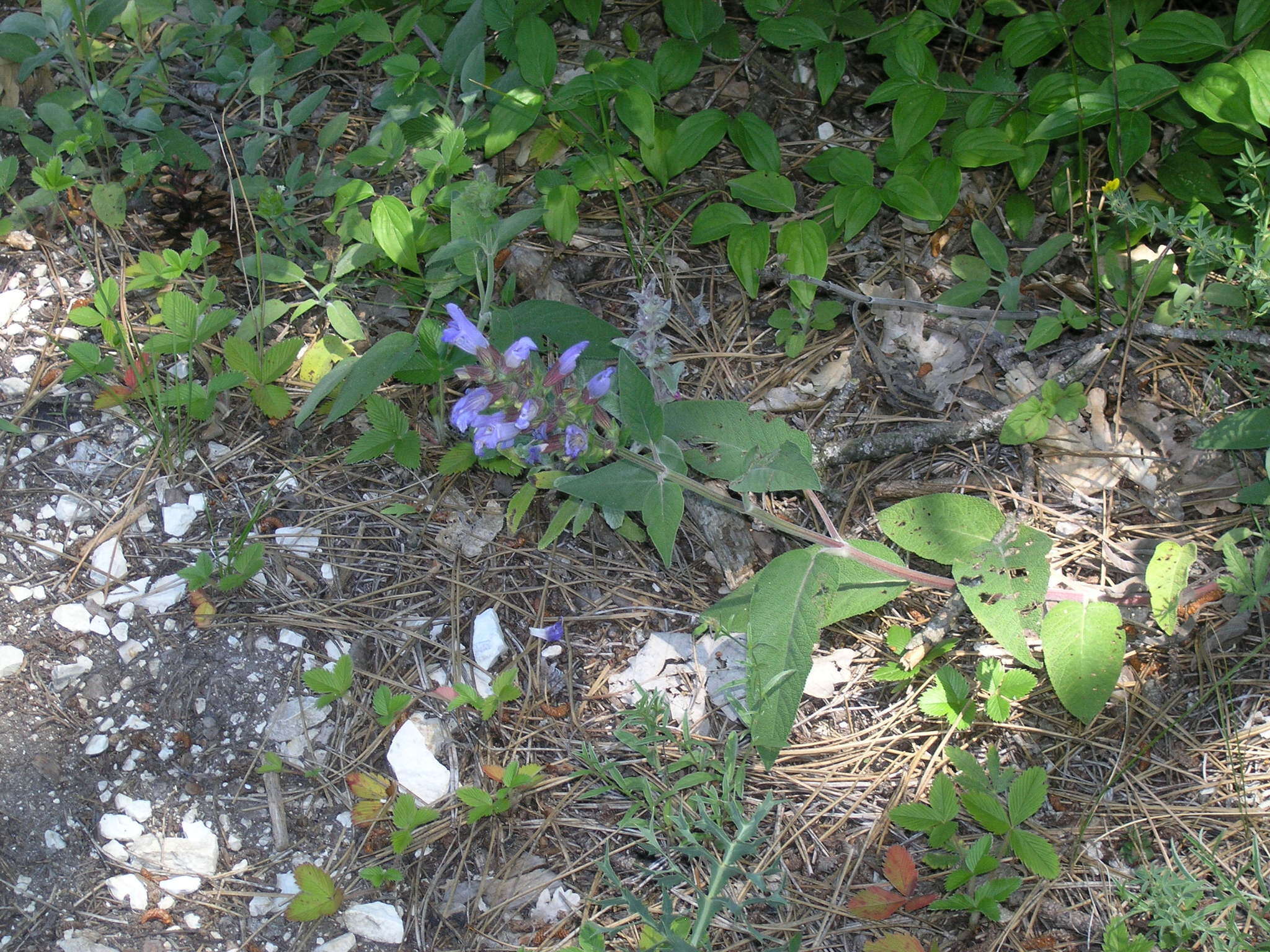 Image of Salvia tomentosa Mill.