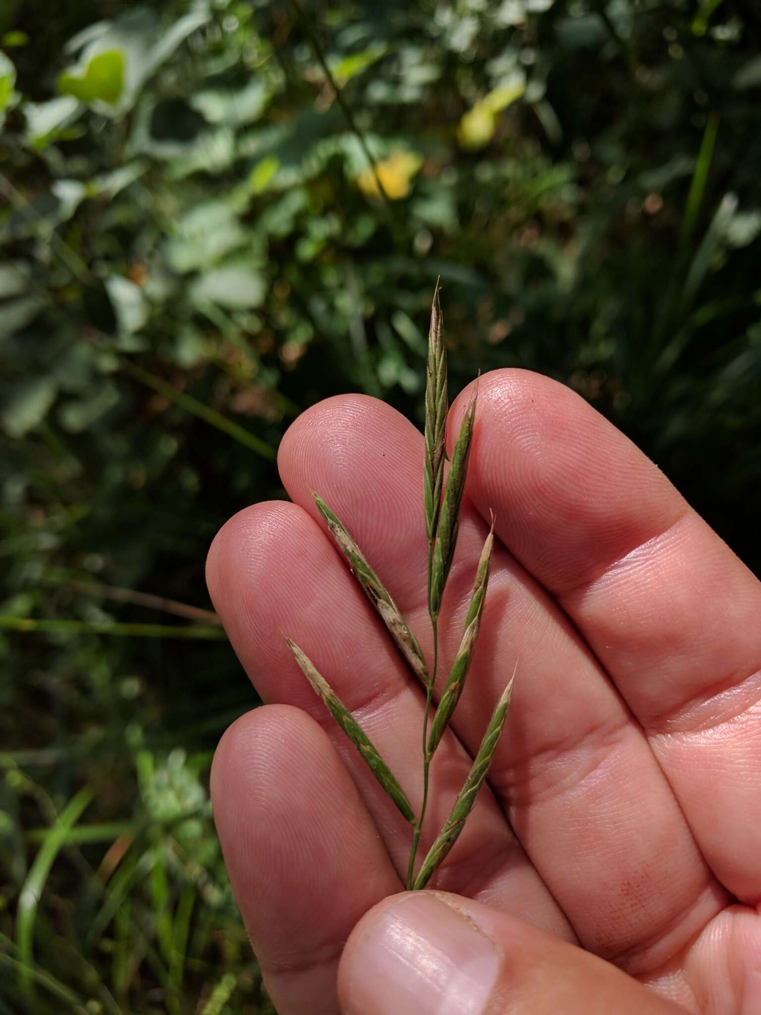 Image of heath false brome