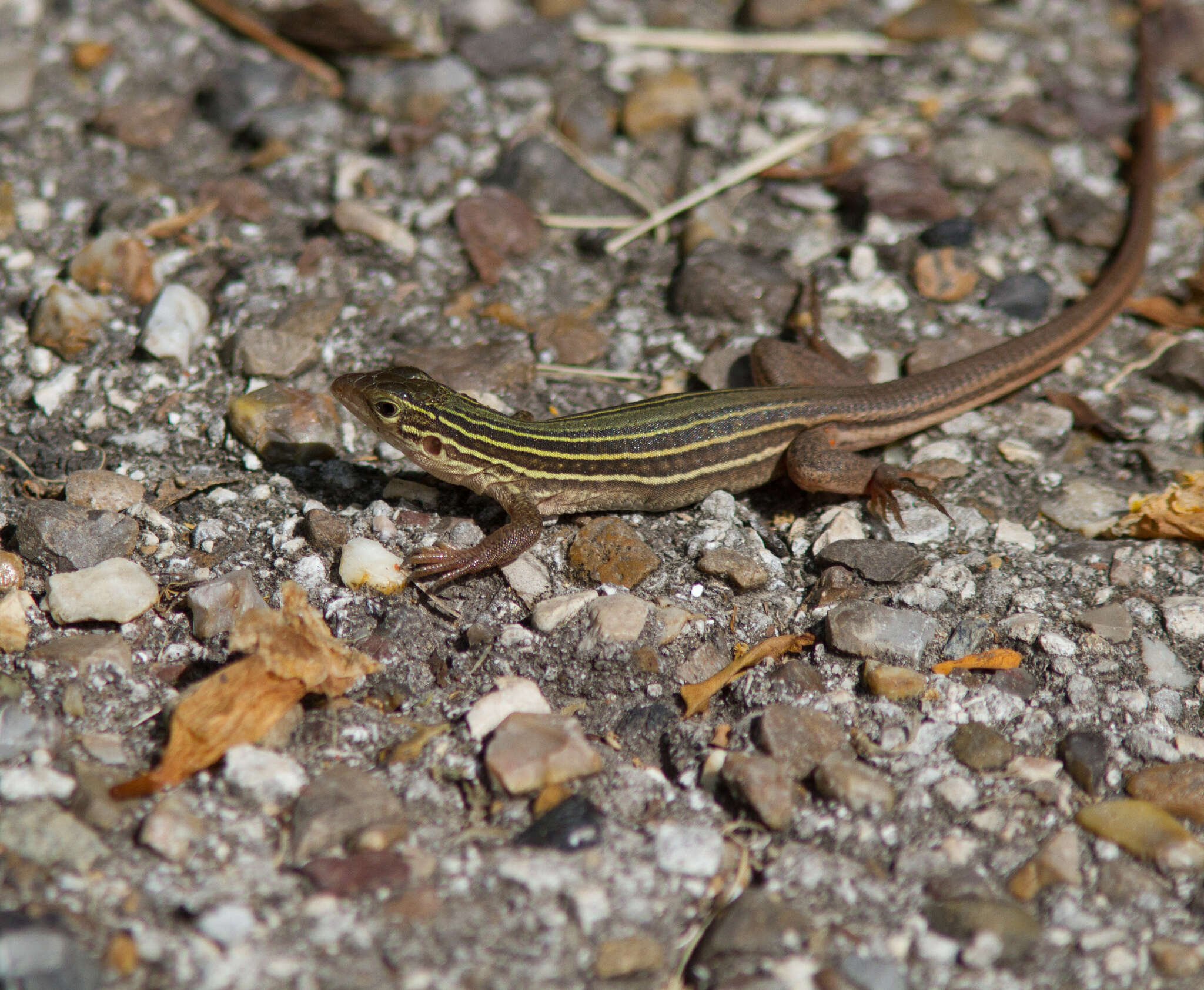 Image of Common Spotted Whiptail