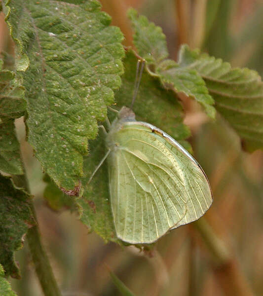 Image of Catopsilia pyranthe (Linnaeus 1758)