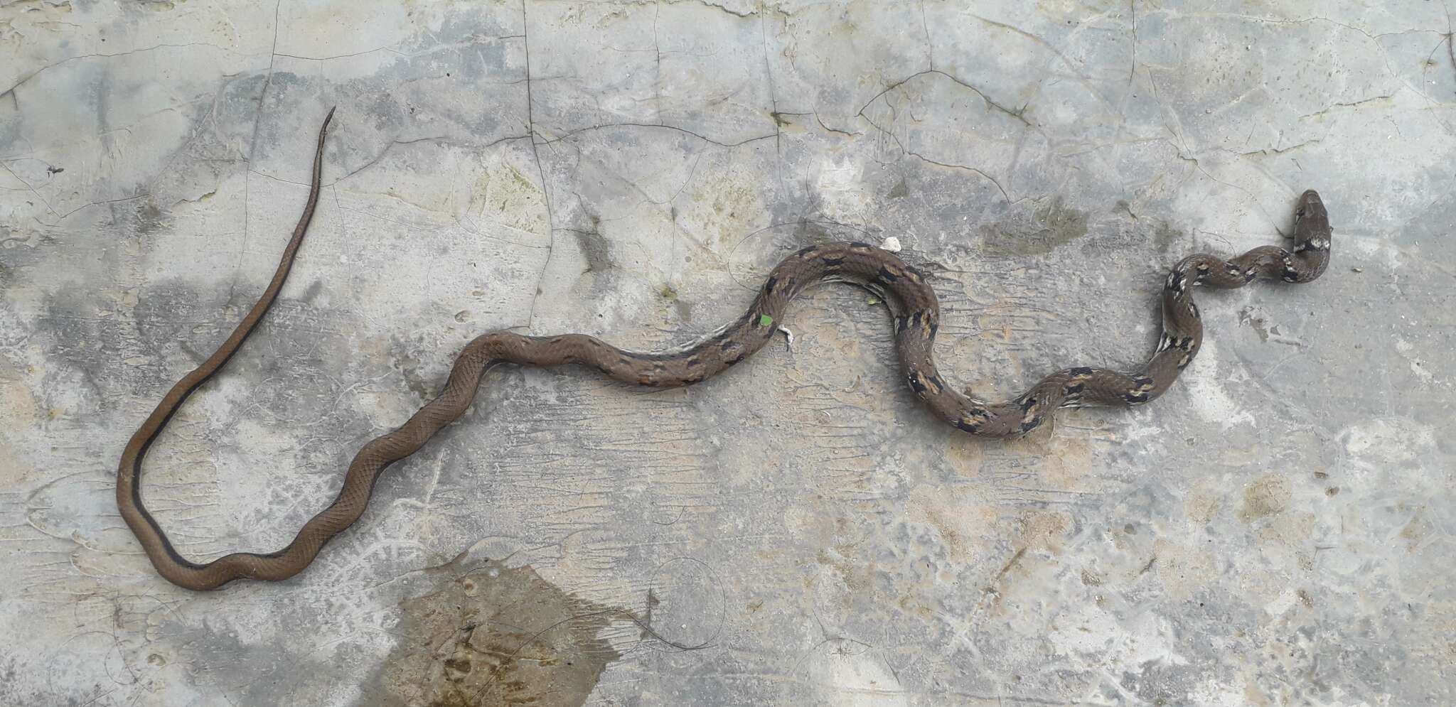 Image of Trinket Snake