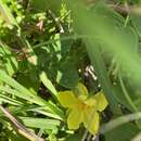 Image of Hibbertia vestita var. thymifolia Benth.