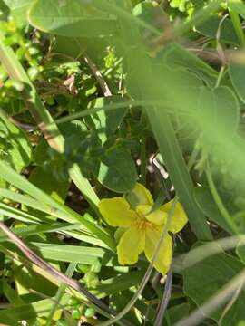 Image of Hibbertia vestita var. thymifolia Benth.