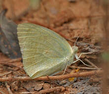 Image of Catopsilia pyranthe (Linnaeus 1758)