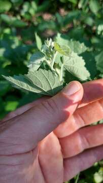 صورة Pseudabutilon virgatum (Cav.) P. A. Fryxell