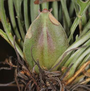 Image of El Paso evening primrose