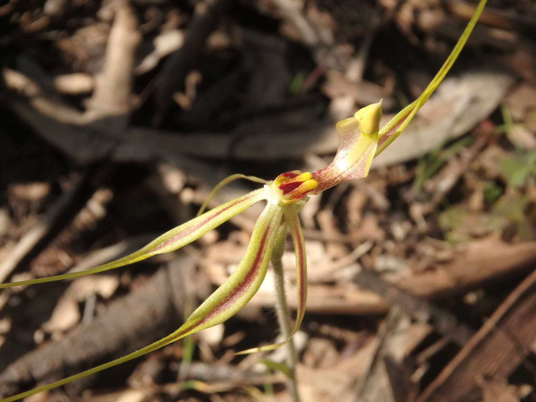 Image of Eastern Mantis Orchid