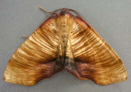 Image of scorched wing