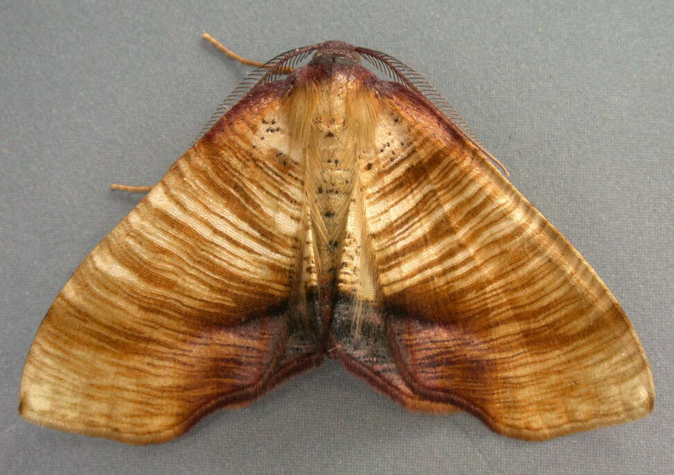 Image of scorched wing