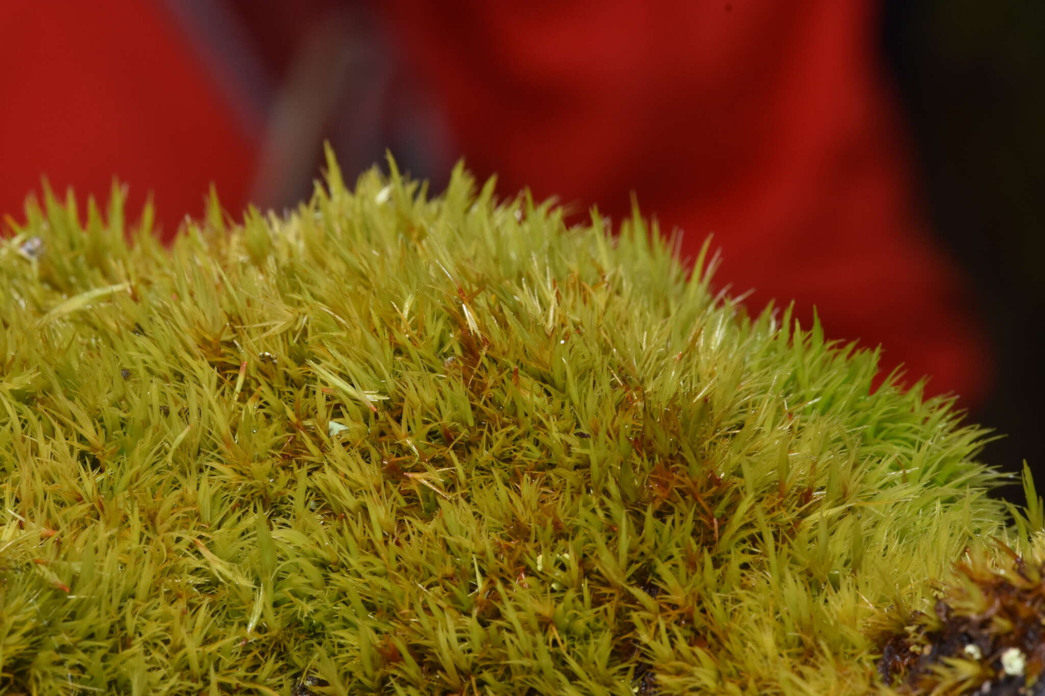 Image of Howell's dicranum moss