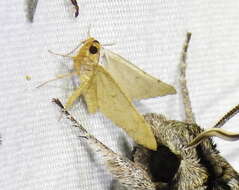 Sivun <i>Taeniogramma tenebrosata</i> kuva