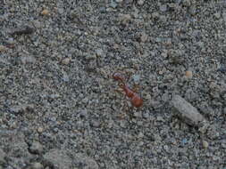 Слика од Pogonomyrmex subdentatus Mayr 1870