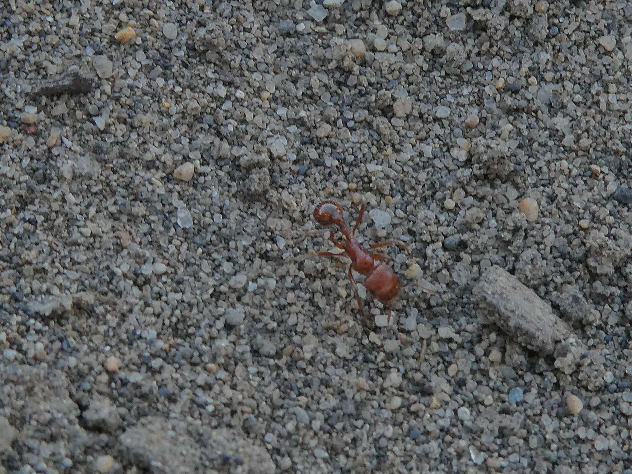 Слика од Pogonomyrmex subdentatus Mayr 1870