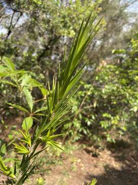 Image of Styphelia longifolia R. Br.