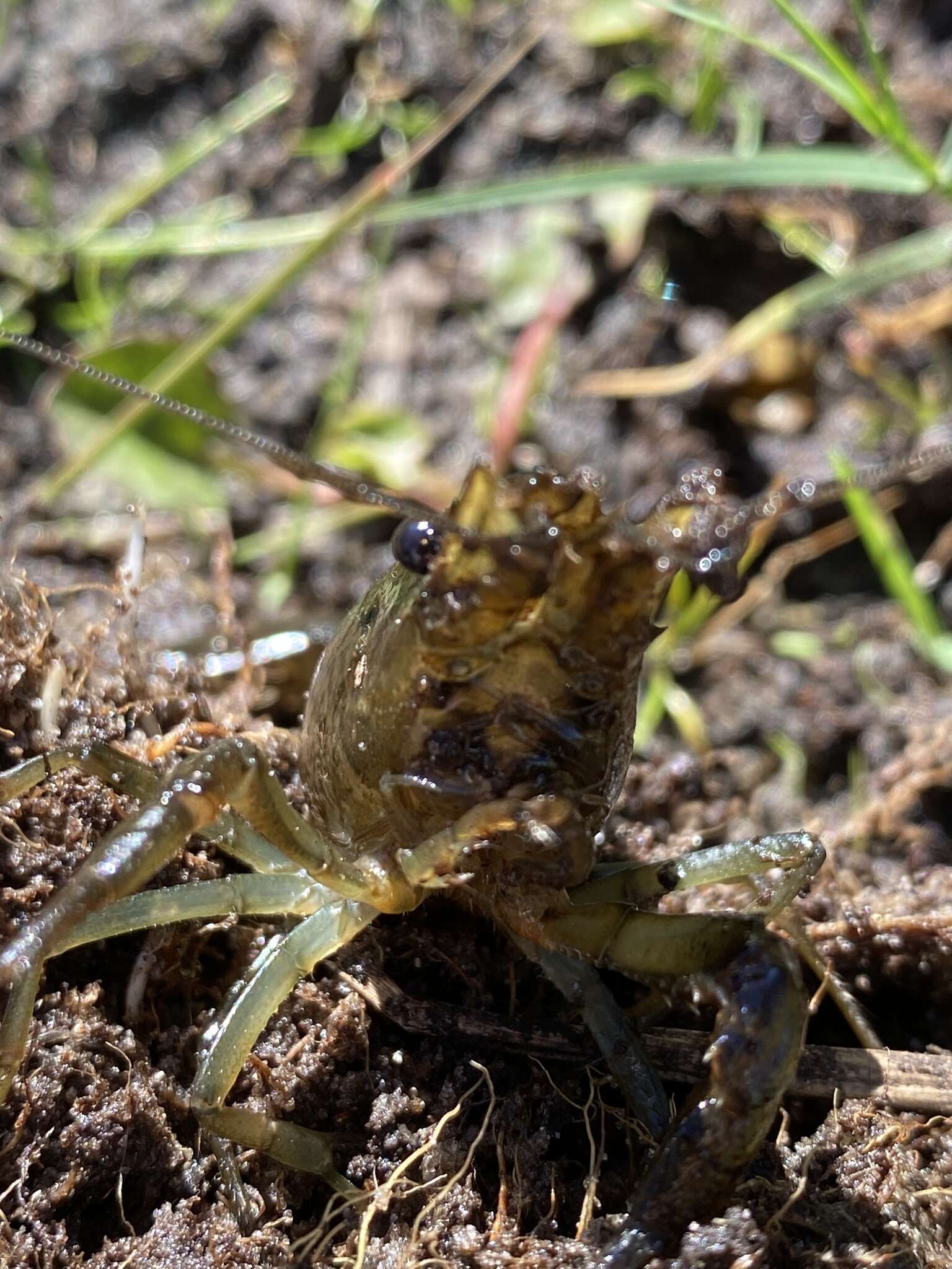 Image of Deceitful Crayfish