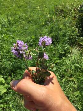 Слика од Ziziphora clinopodioides Lam.