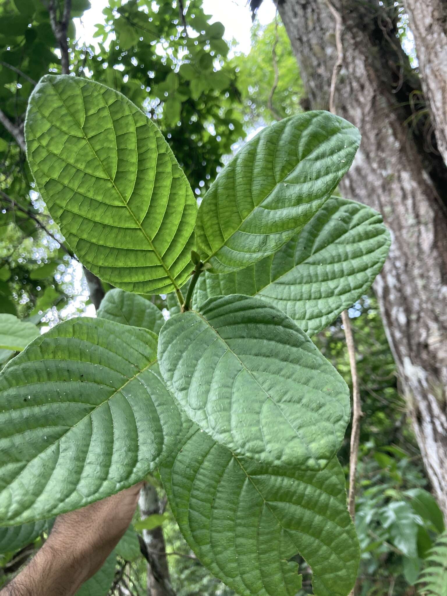 Image de Guettarda ovalifolia Urb.