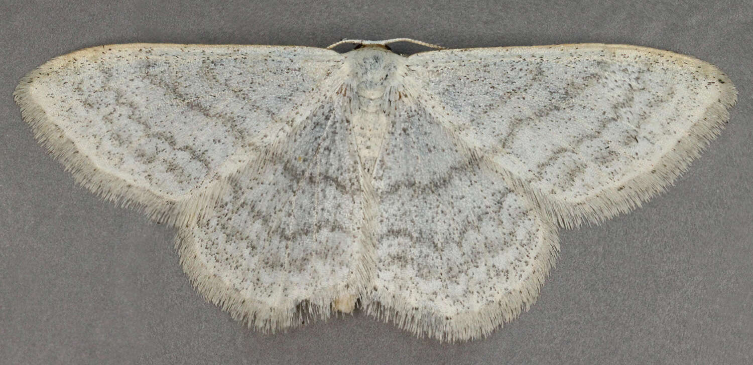 صورة Idaea subsericeata Haworth 1809