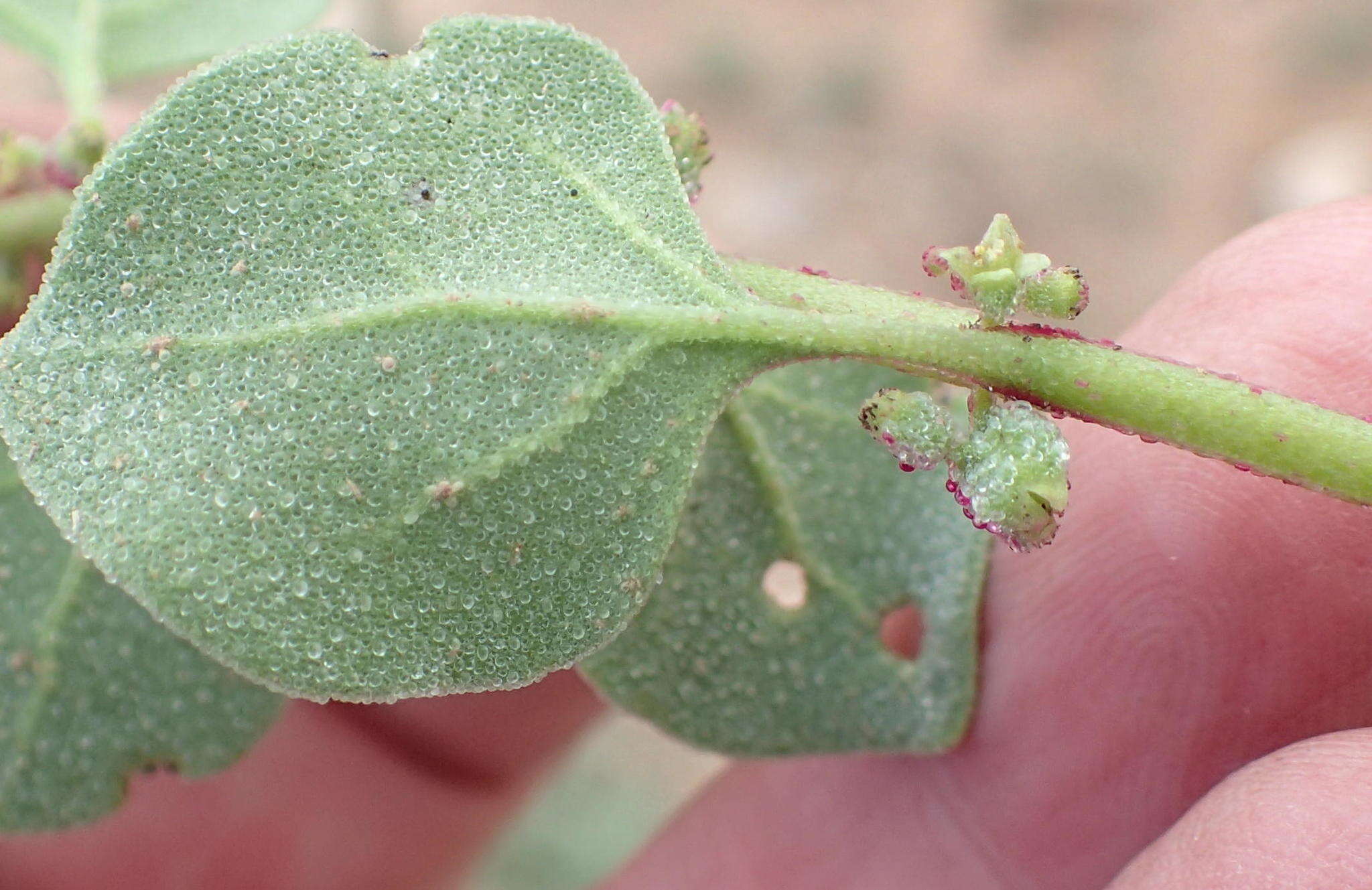 Image of Tetragonia echinata Ait.