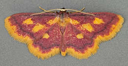 Image of purple-bordered gold