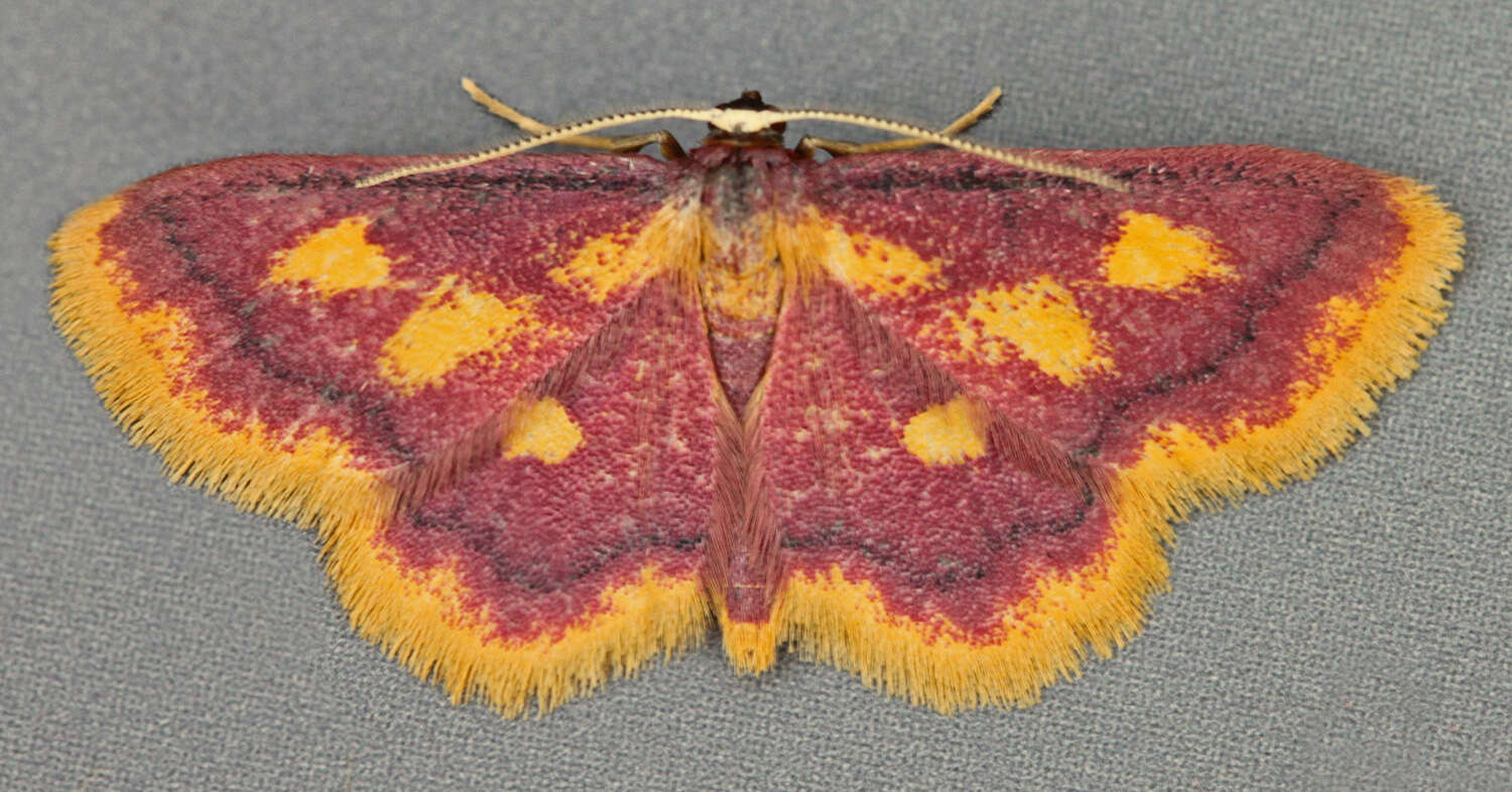 Image of purple-bordered gold