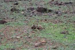 Image of Chestnut-bellied Sandgrouse