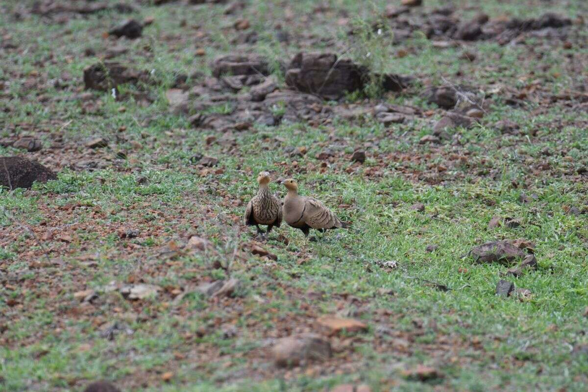 Image of Chestnut-bellied Sandgrouse