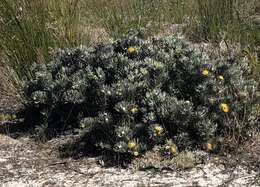 Image de Leucospermum tomentosum (Thunb.) R. Br.