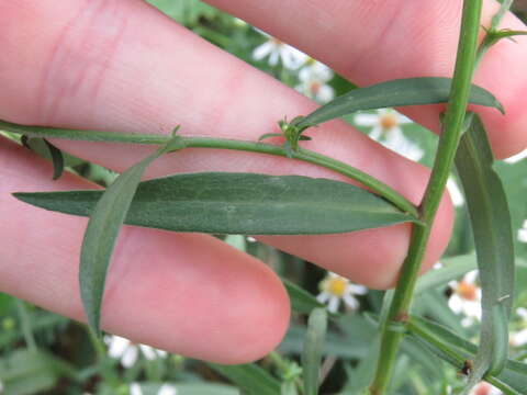 Image of white panicle aster