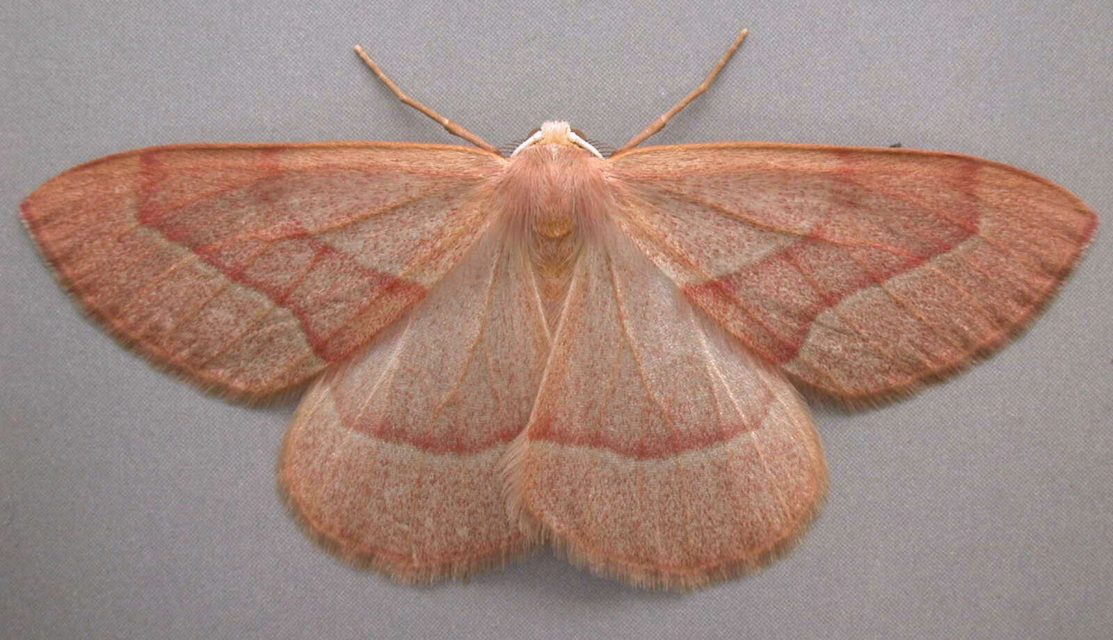 Plancia ëd Hylaea fasciaria Linnaeus 1758