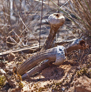 Image of Chlamydopus meyenianus (Klotzsch) Lloyd 1903