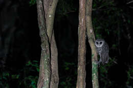 Tyto tenebricosa tenebricosa (Gould 1845) resmi