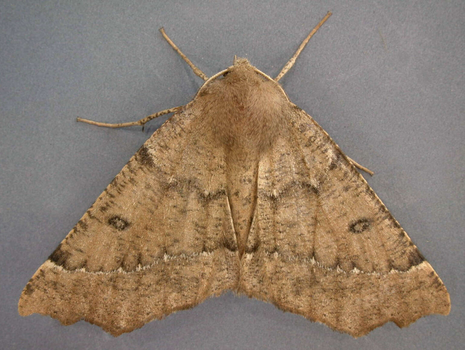 Image of scalloped hazel